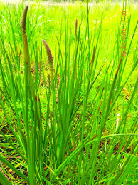 Image result for Triglochin