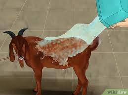 Here she is in the nice clean warm water.ready to begin! How To Wash A Goat 9 Steps With Pictures Wikihow