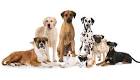 The Top 10 Most Popular Dog Breeds For 2020 [ BLOGPOST ]