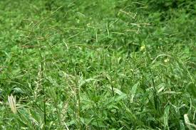 Image result for Urochloa oligotricha