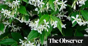 Check spelling or type a new query. Take Time Out To Smell The Jasmine Gardening Advice The Guardian
