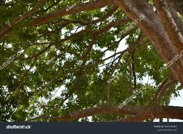 Image result for Khaya anthotheca