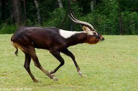 Nole Lechwe Google Search Fun Facts For Kids Artiodactyla Zoo Animals