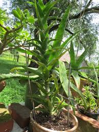 Image result for Asphodelaceae