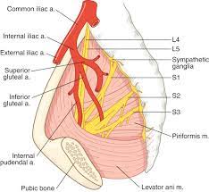 Nerve Root An Overview Sciencedirect Topics