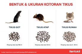 Najis berwarna hitam seperti tar dan muntah yang mengandungi darah (peringkat kronik) 9. Kotoran Tikus Rentokil Indonesia