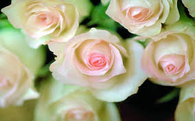Las rosas son el epítome de la elegancia. Cual Es El Significado De Una Rosa Azul Rodeada De Once Rosas Amarillas Lifehacks De Luisa Olvera