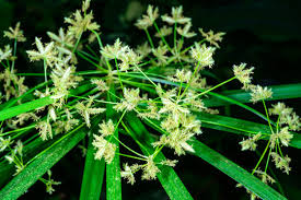 Image result for Cyperaceae