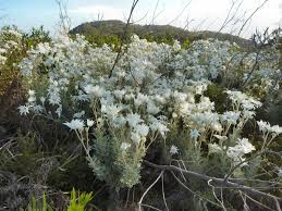 We did not find results for: Actinotus Helianthi Flannel Flower Gardening With Angus
