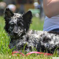 Puppies for sale from well bred working dogs, top breeding. Mudi Information Dog Breed Facts Dogell Com