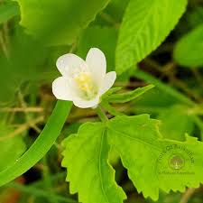 Image result for Hibiscus lobatus