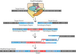 Homology Directed Repair Crispr Cas9