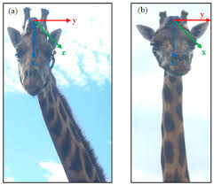 Gardening cozy mysteries … — the cozy mystery list blogthis cozy mystery gardening theme includes gardeners , botanists, horticulturalists, florists, and even people who simply love gardens. Sensors Free Full Text Behaviour Classification On Giraffes Giraffa Camelopardalis Using Machine Learning Algorithms On Triaxial Acceleration Data Of Two Commonly Used Gps Devices And Its Possible Application For Their Management