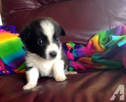 Maybe you would like to learn more about one of these? Borgi Puppies Corgi X Border Collie Cross For Sale In Allerton Iowa Classified Americanlisted Com