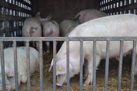 I am thinking about numerous products: Avem De Trei Ori Mai Multe Crescatorii Neprofesionale De Porci Destinati Comertului Decat Ferme