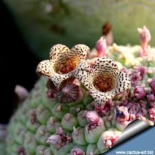 Image result for Dyschoriste trichocalyx