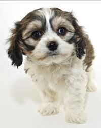 Cavachon Dog The Cavalier Bichon Mix Breed Information Center