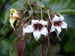 Image result for Strophanthus
