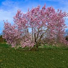 Image result for Magnolia × soulangiana