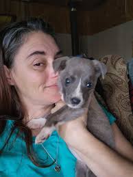 French bulldogs hiding in unexpected places at home