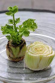 10 Diy Play Kitchen Ideas Housing A Forest Regrow Celery Growing Celery Gardening For Kids