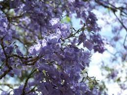 Jacaranda trees like most exotics only like to be watered when the soil is almost bone pay attention to their leaves. How To Grow The Jacaranda Tree Gardening Channel
