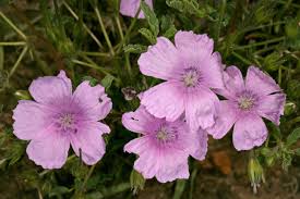 Image result for Monsonia glauca