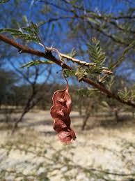 Image result for Acacia kirkii