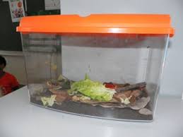 Un Terrarium Escargot A La Maison Ou En Classe L Instruction En Famille Terrarium Escargot Sciences Animales