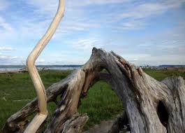 We did not find results for: Driftwood On The Beach Picture Of Iverson Spit Waterfront Preserve Camano Island Tripadvisor