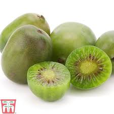 Hardy kiwi (or issai) can be grown in any garden soil but does best in between a 5.5 to 7.0 ph level and do not tolerate poorly drained soils. Kiwi Issai Thompson Morgan
