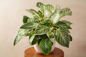 Image result for Filodendron Philodendron