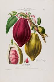 Pin By Miubolos Por Miuca Salazar On Botanical Art Botanical Prints Vintage Botanical Prints Botanical Illustration