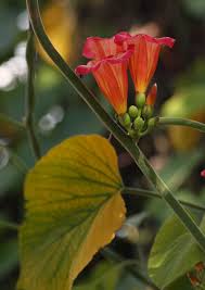 Image result for Stictocardia beraviensis