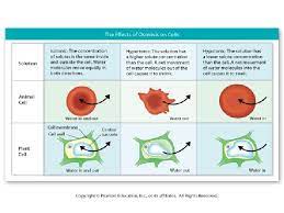 Shrinking of animal cells in hypertonic solution. Osmosis Osmosis Is The Diffusion Of Water Molecules