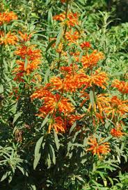 Image result for Leonotis decadonta