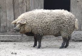 The black pig was the 'family pig', rustic and strong, and able to feed himself in the forest. Mangalitsa The Pig That Resembles A Sheep Amusing Planet