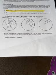 The smaller platelets are found in the vicinity of the nucleus, in the animal hemisphere. Assessment 4 1 Questions 1 What Do All These Images Chegg Com