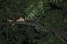 The membrane that allows it to glide is called the patagium. Red Giant Flying Squirrel Wikipedia