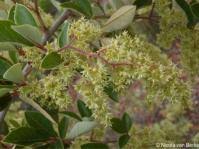 Image result for Searsia tomentosa