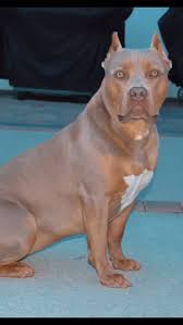 Chachobullies camp we have @helas_bullies CAPRI and this is her daddy  @allprokennelseastcoast CH. BOWSER 🔥🦍💪🏾