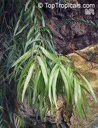 Image result for Adenocarpus mannii