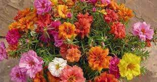 cicek bakimi cicek cesitleri cicek turleri cicek isimleri ev balkon bahce cicekleri hakkinda bilgi veren blog cicek bi tki peyzaj fikirleri