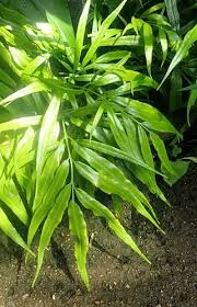 Image result for Coniogramme