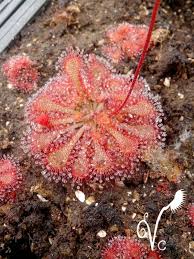 Image result for Drosera burkeana