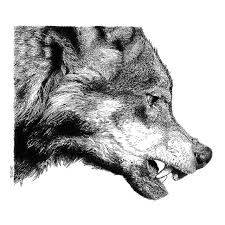 Check spelling or type a new query. Snarling Wolf Snarling Wolf Wolf Drawing Ink Pen Drawings
