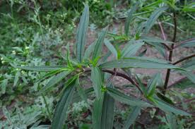 Image result for Flaveria bidentis