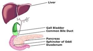 Sphincter of oddi dysfunction is most common among middle aged women, which makes hormone imbalance a suspected factor in this condition. Sphincter Of Oddi Dysfunction Symptoms Treatment Study Com