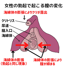 Gスポットがザラザラしてる所はウソ!簡単な見つけ方と開発方法｜裏垢男子で年収2000万