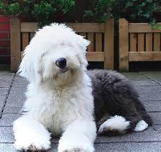 Old English Sheepdog The Most Expensive Dog Breeds In The World Ranked It S Rosy Old English Sheepdog Puppy Sheep Dog Puppy Expensive Dogs